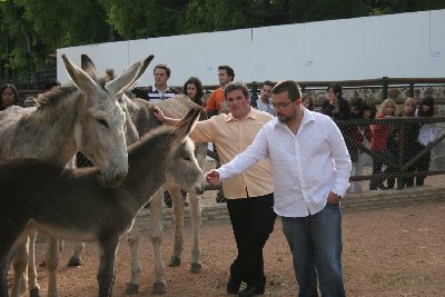 Unas jornadas estudian presente y futuro del asno andaluz