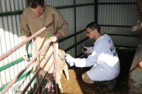 Cientficos de la Facultad de Veterinaria de la Universidad de Crdoba identifican una oveja en la que observan la patogenia del gusano 'Fasciola hepatica'. 