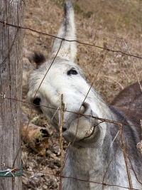 Burro andaluz-cordobs.