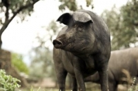 Desarrollan un sensor que permite analizar en tiempo real la autenticidad del cerdo ibérico