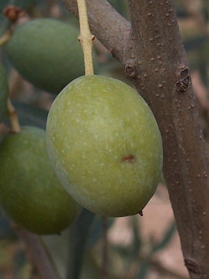 Olivo afectado por mosca del olivo (bactrocera oleae)