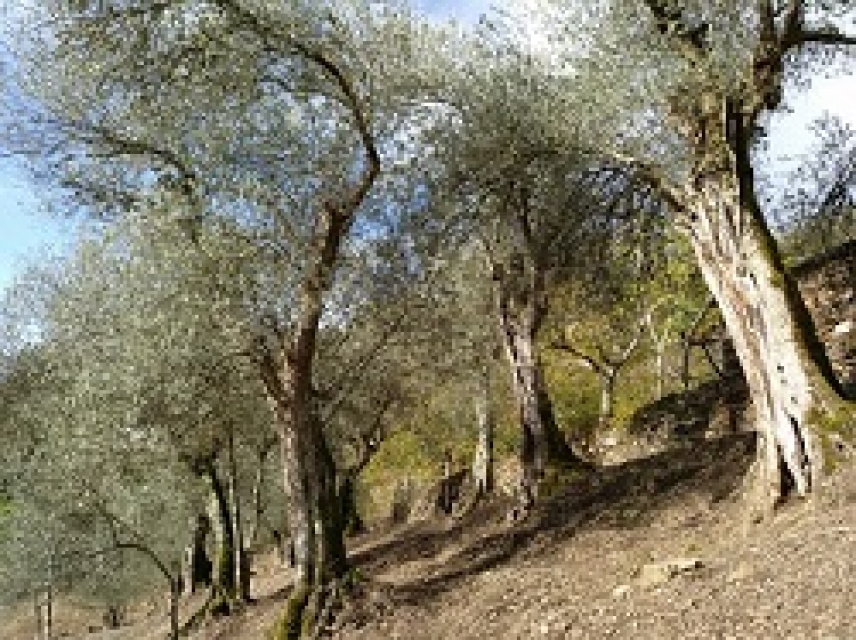 A scientific study characterizes two new Galician olive varieties for the first time
