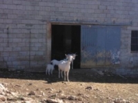 El CSIC y la UCO consiguen que cabras adultas den leche rica en omega-3 de forma natural